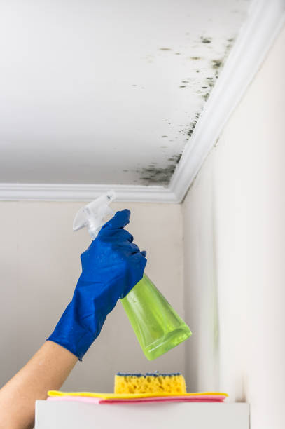 Best Mold Removal Company Near Me  in Lake Junaluska, NC